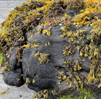 다시마 효능 부작용 칼로리