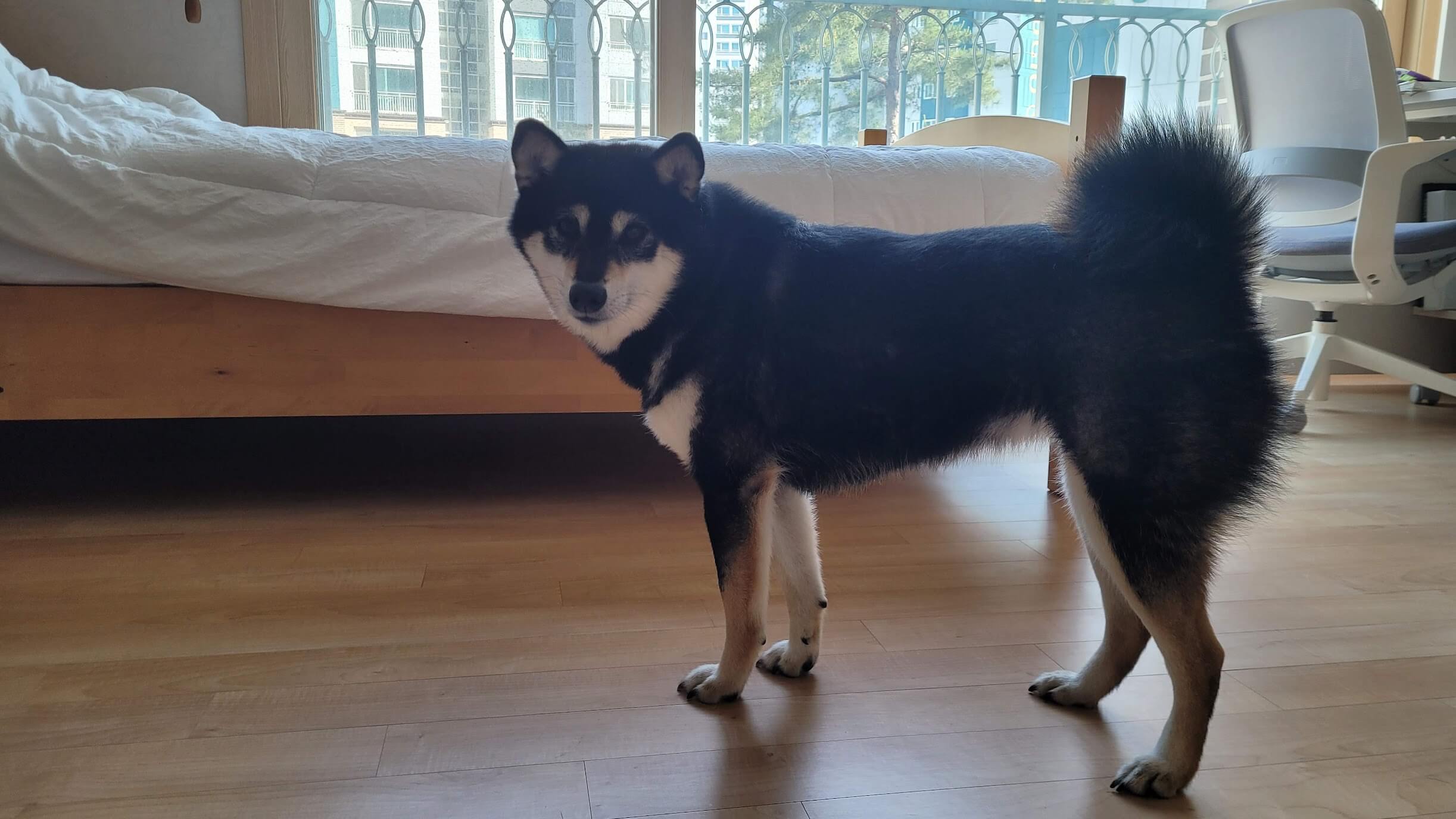 침대-앞에-서있는-강아지