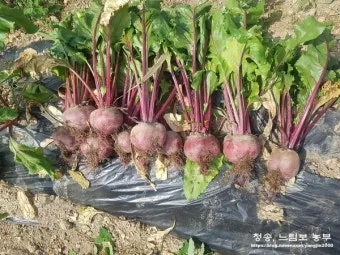 비트 재배 씨앗 불리기 발아 촉진 솎아 내기_2