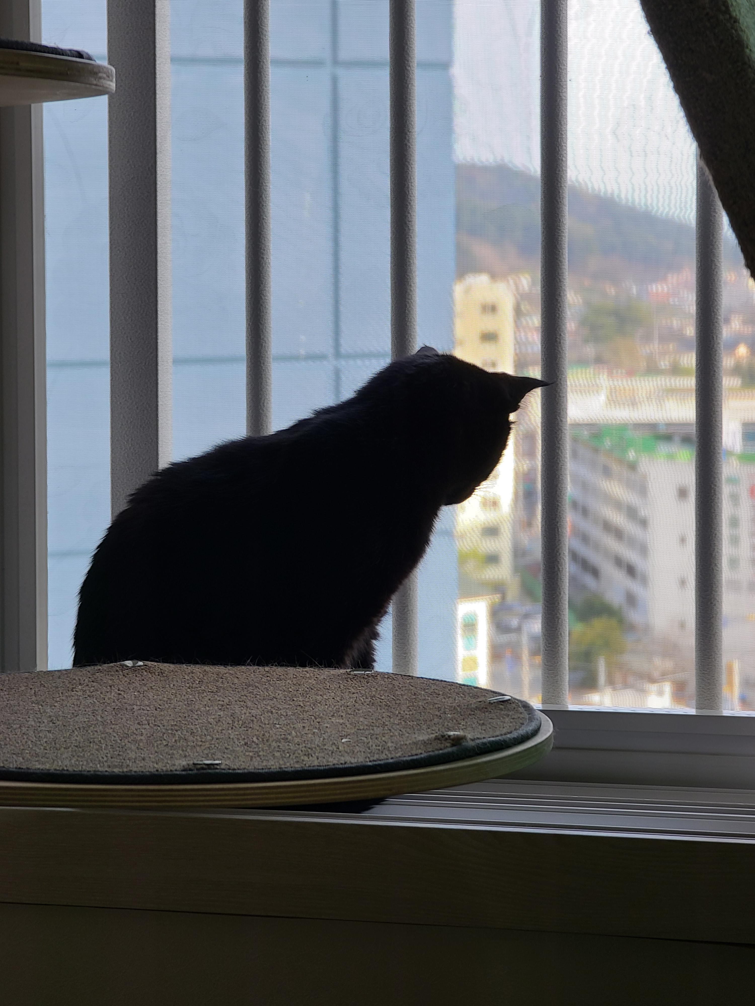 창밖구경을 좋아하는 고양이들의 낙상사고와 가출 예방을 위한 방묘창의 필요성.