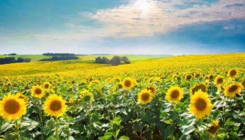 태백 해바라기축제