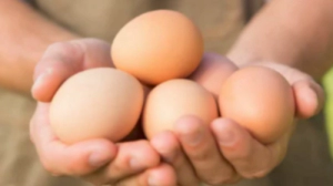 계란에는 어떤 효능이 있을까?
