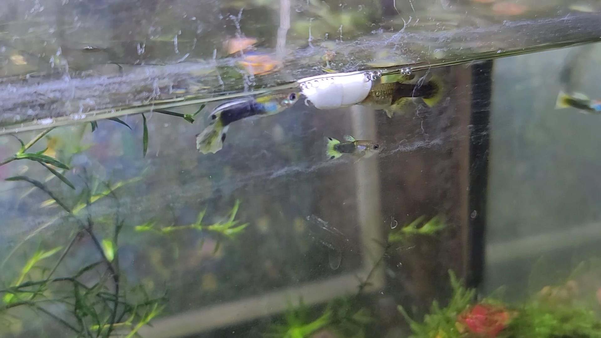 유산균을 먹는 구피 모습