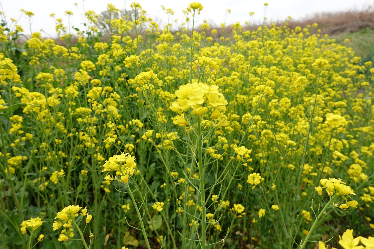 전남 섬여행 봄꽃 여행지 축제 베스트5