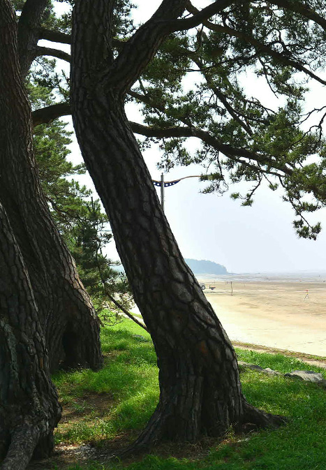 고창 해풍고추축제