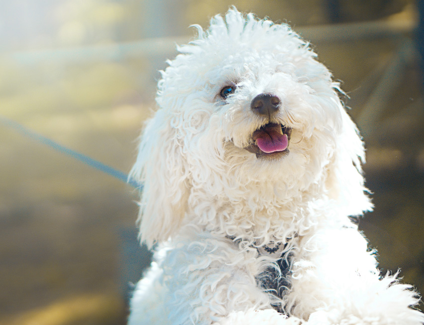 산책하는 강아지 관련 사진