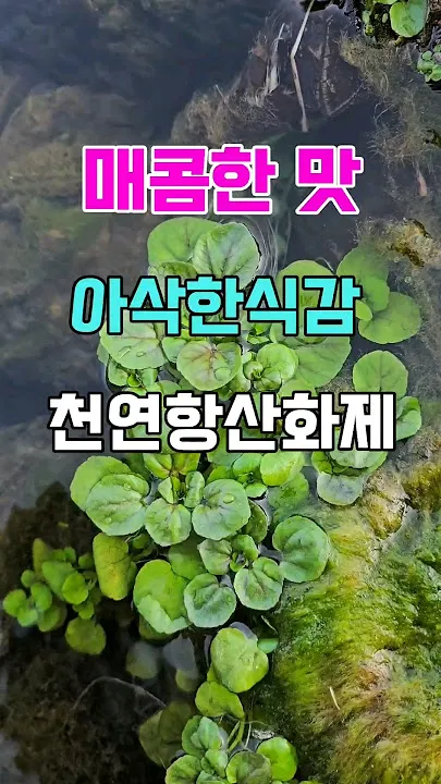 물냉이 재배 수경 재배 물 갈이 그늘 자리 잡기_9