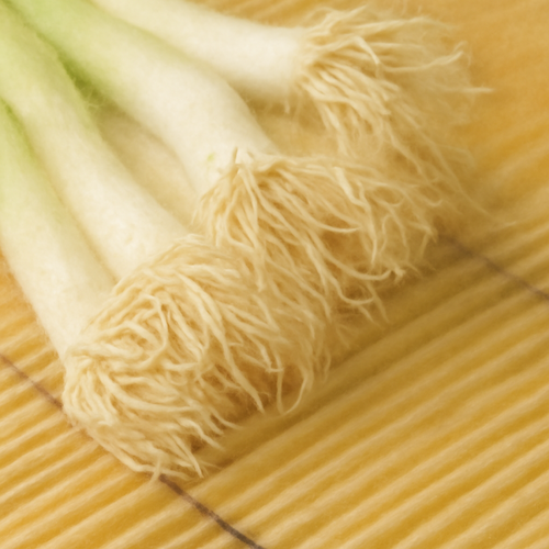 파뿌리_부작용_주의사항