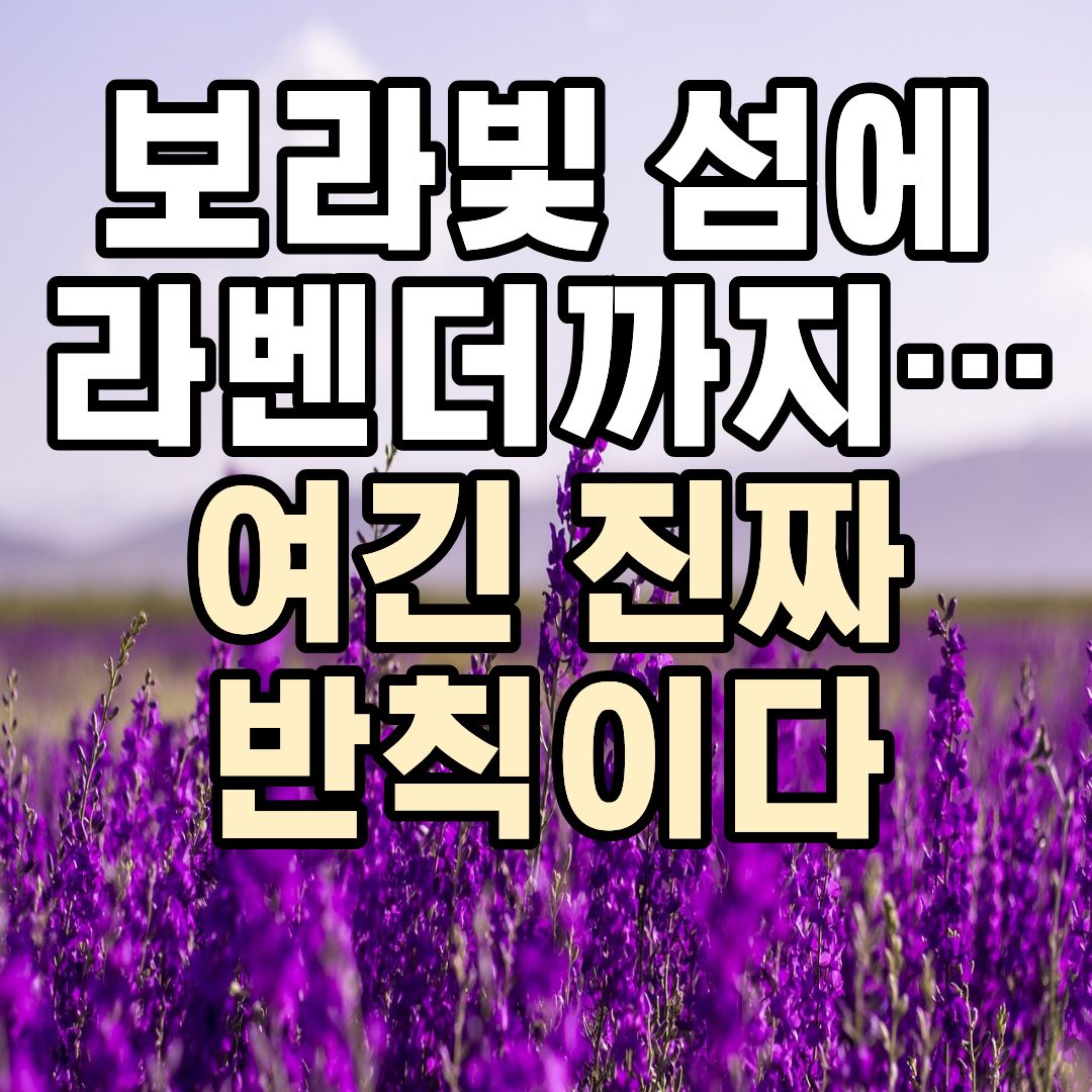 퍼플섬 라벤더 축제 2026 입장료 포토존 여행 정보