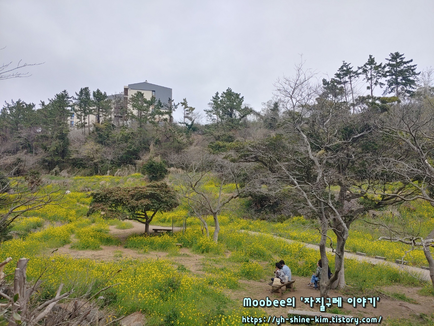 제주 엉덩물계곡 유채꽃