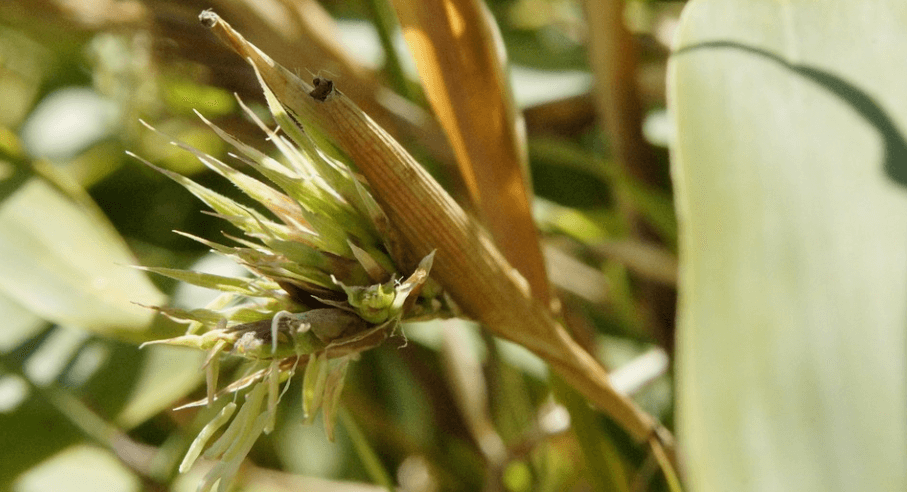 새싹이 자라나고 잇는 죽순의 모습