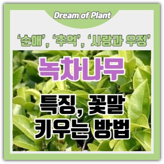 녹차나무 키우기 썸네일 이미지