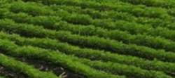 Tile 16