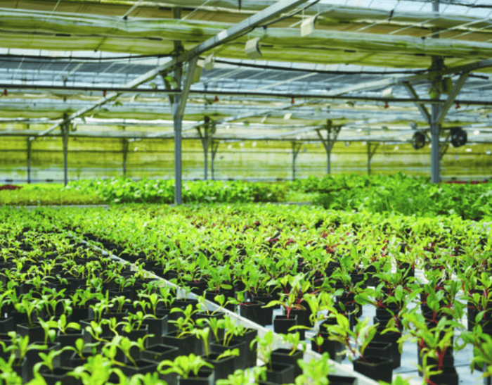 스마트농업의 미래 전망