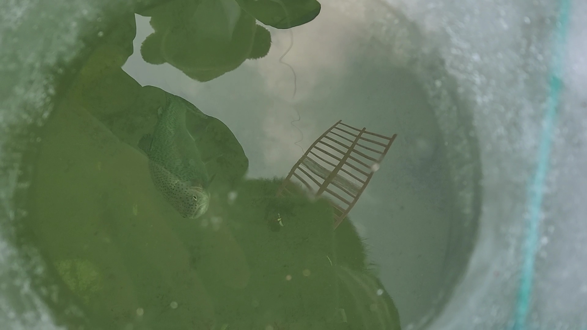 평창 송어 축제 얼음 구멍속으로 보이는 송어