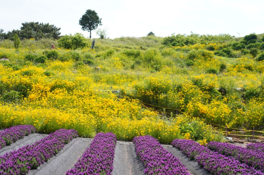 거제 지세포진성꽃동산 금계국 명소! 황금물결의 절정