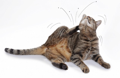 가려워서 귀 옆을 그리는 고양이.