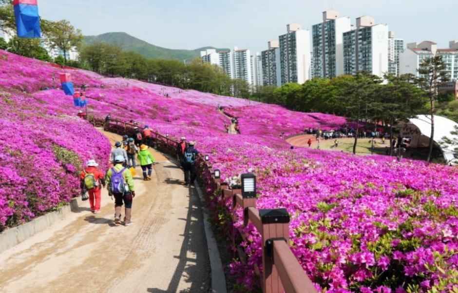 군포 철쭉동산