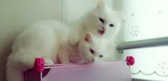 고양이 깨물고 핥아줄 때 관절 핥기 집사 눈물 핥는 의미_8