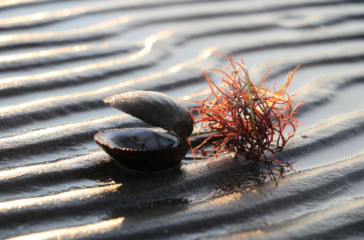 갯벌체험 이미지2