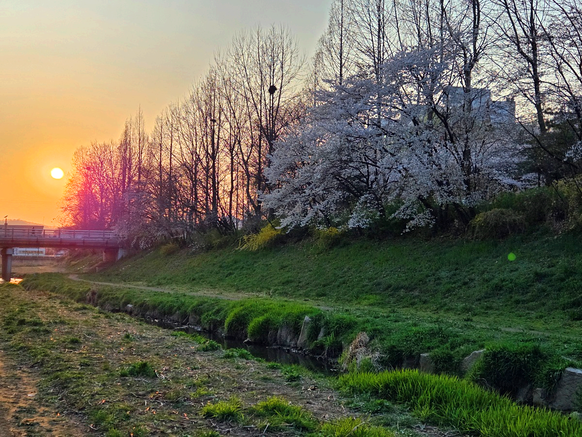 인천 벚꽃 명소 굴포천: 청리단길 꼭 가봐야 할 사계절 감성 산책로