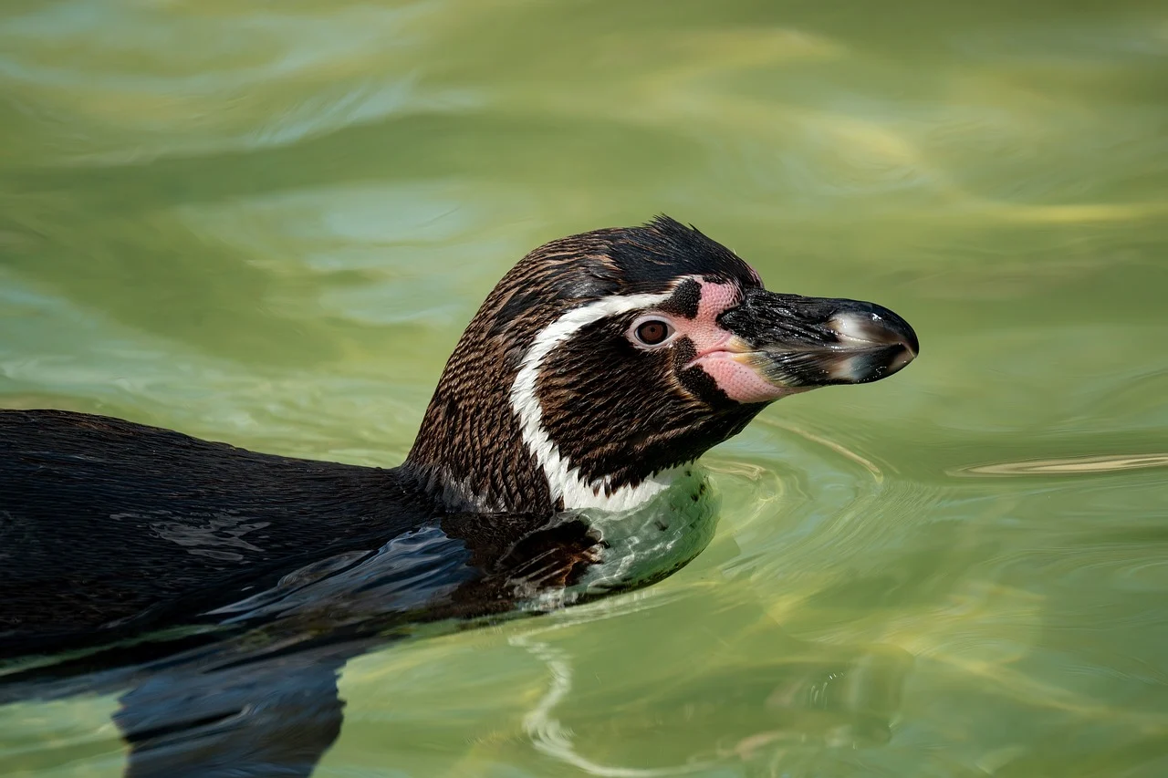 개그콘서트방청신청,신청방법,당첨결과,현장관람팁