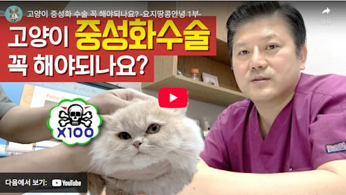 고양이 중성화 수술 안하면