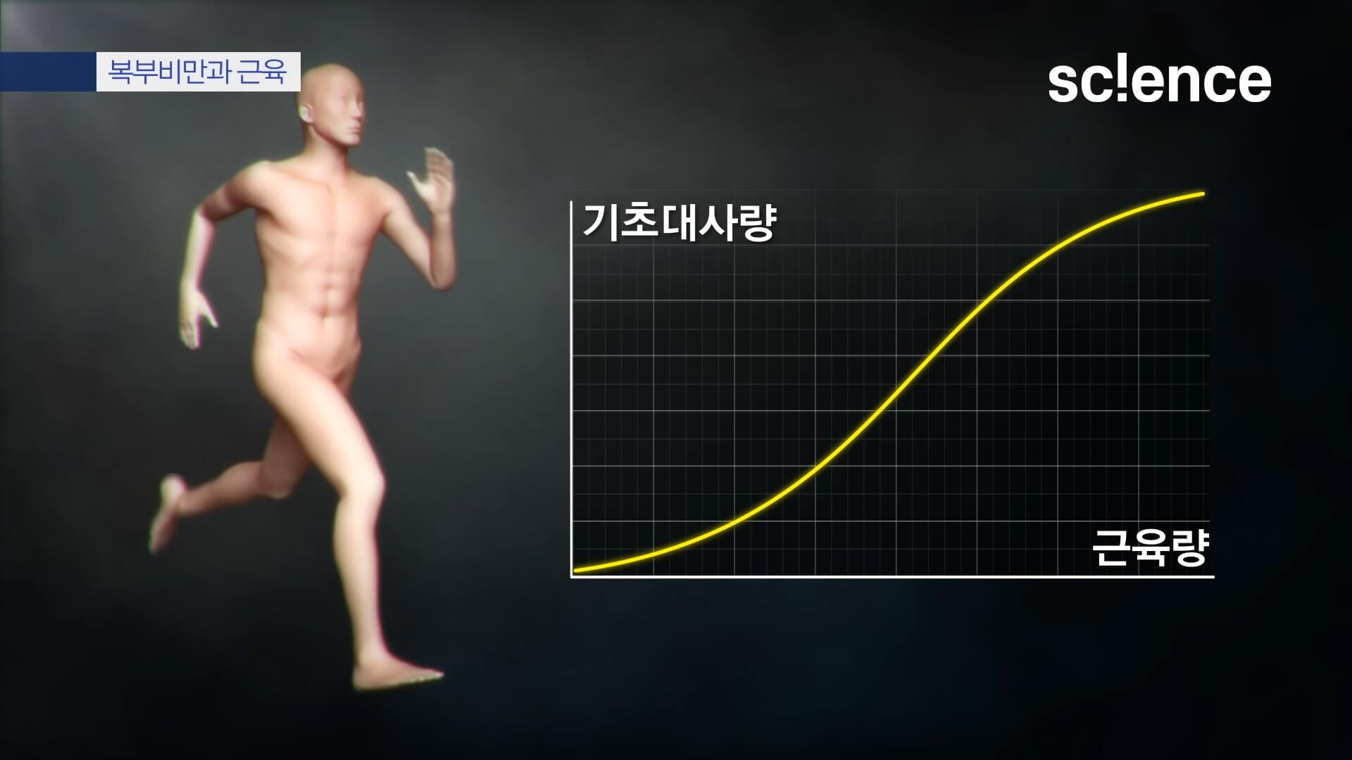 기초대사량과 근육량의 상관 그래프