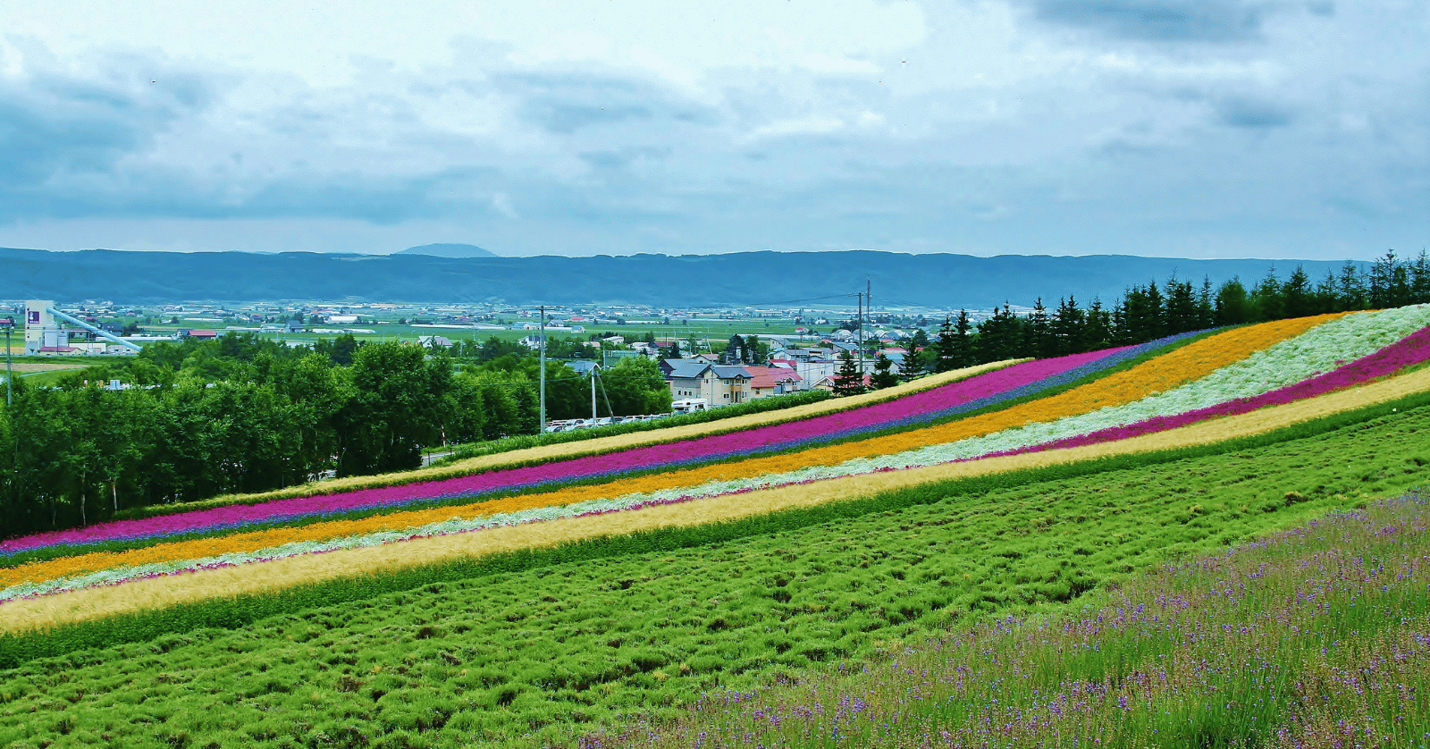 홋카이도라벤더