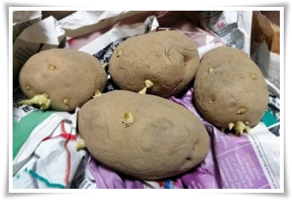 텃밭관리 &quot;2월~3월 감자 심기&quot; 슬기로운 전원생활 완벽 가이드!