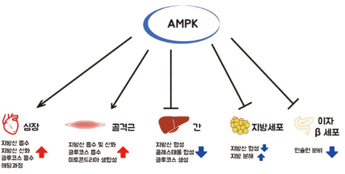 AMPK 당뇨 비만 고지혈증 효소 커큐민 레스베라트롤 카테킨 베르베린 돌외 잎 추출물 액티포닌 라이프익스텐션 쏜 스완스 life extension swanson amp-k thorne poly resveratrol