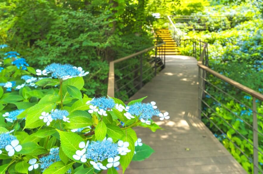 2025 화담숲 여름 수국축제&amp;#44; 여름의 낭만을 품다!