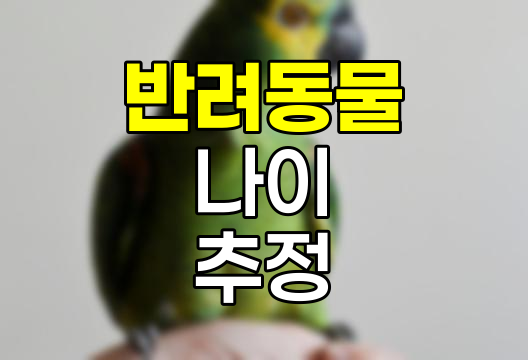 반려동물 나이 추정 방법과 펫보험 가입 시 주의점