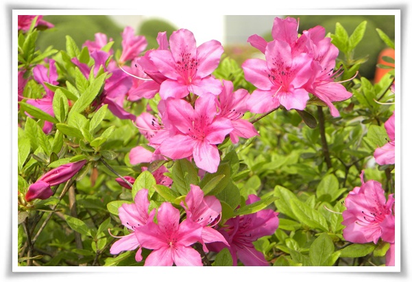 "철쭉" 봄을 수놓는 붉은 유혹, 당신이 몰랐던 화려한 비밀의 꽃!