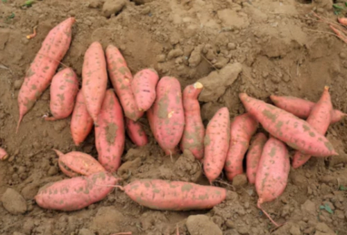 삶은 고구마 보관법