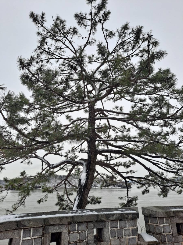 돈대 앞 소나무