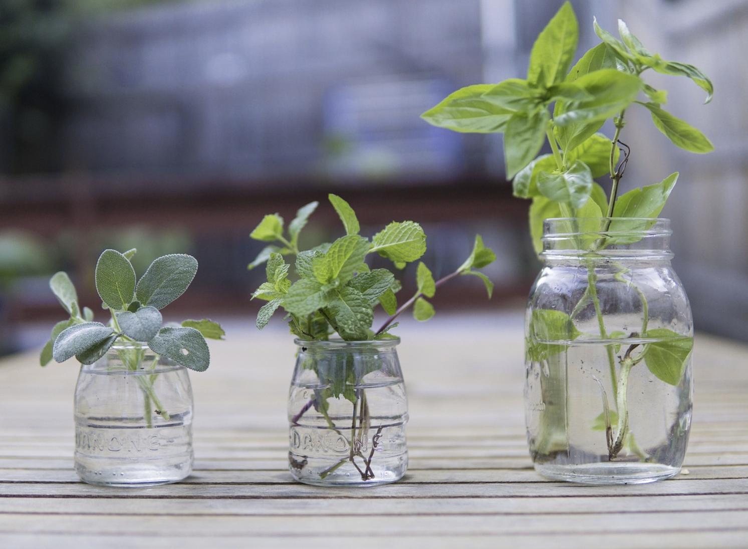 집에서 하는 소규모 수경재배 – 흙 없이 식물 키우기