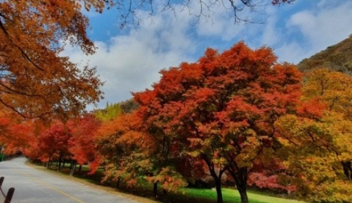 대구 비슬산 2025 단풍 절정 시기｜등산 코스 명소, 주차장 총정리
