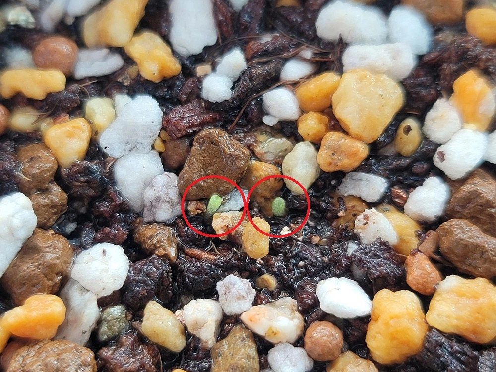 알라튬 & R라튬 & R-ratum