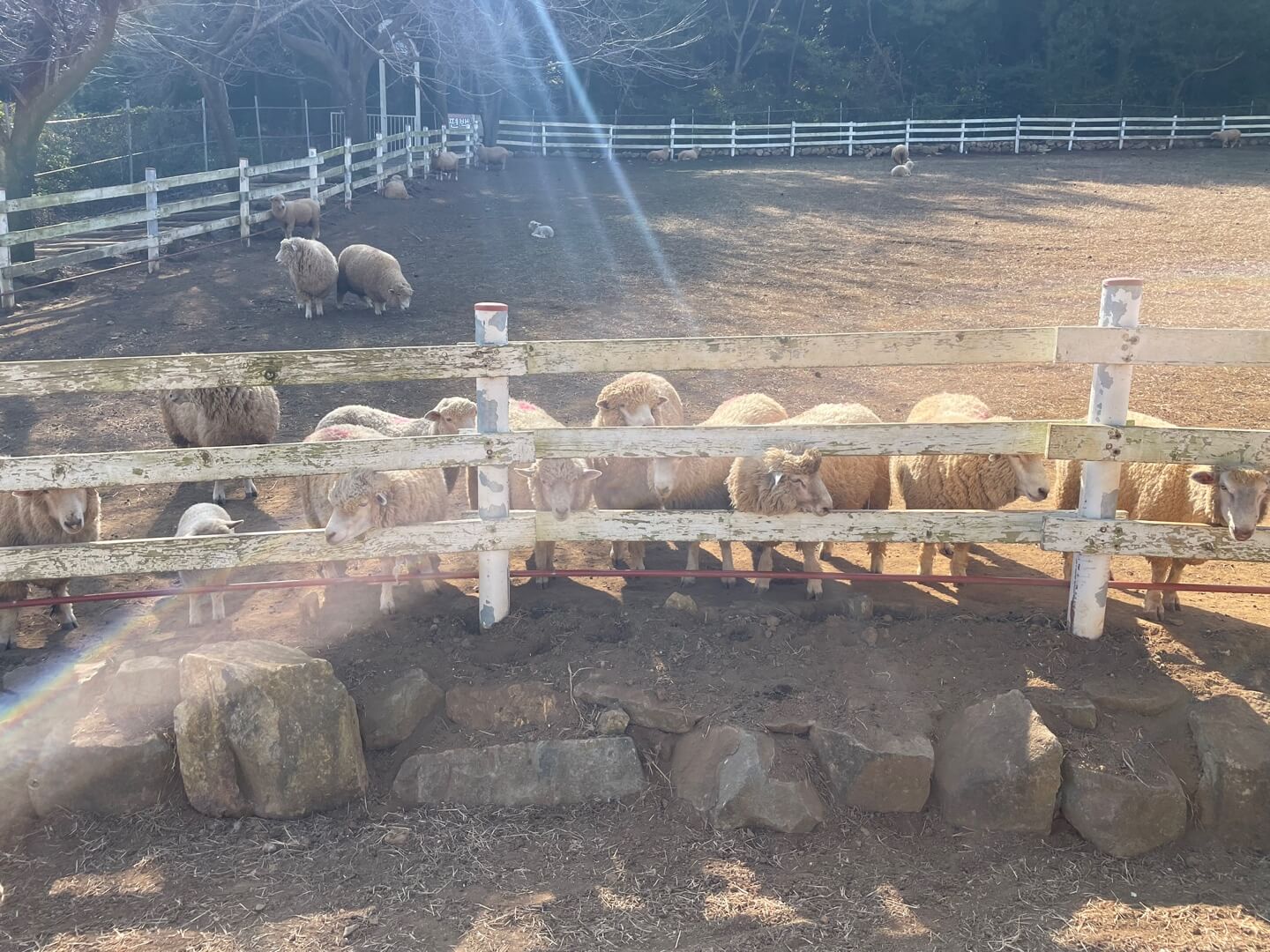 남해 상상양떼목장