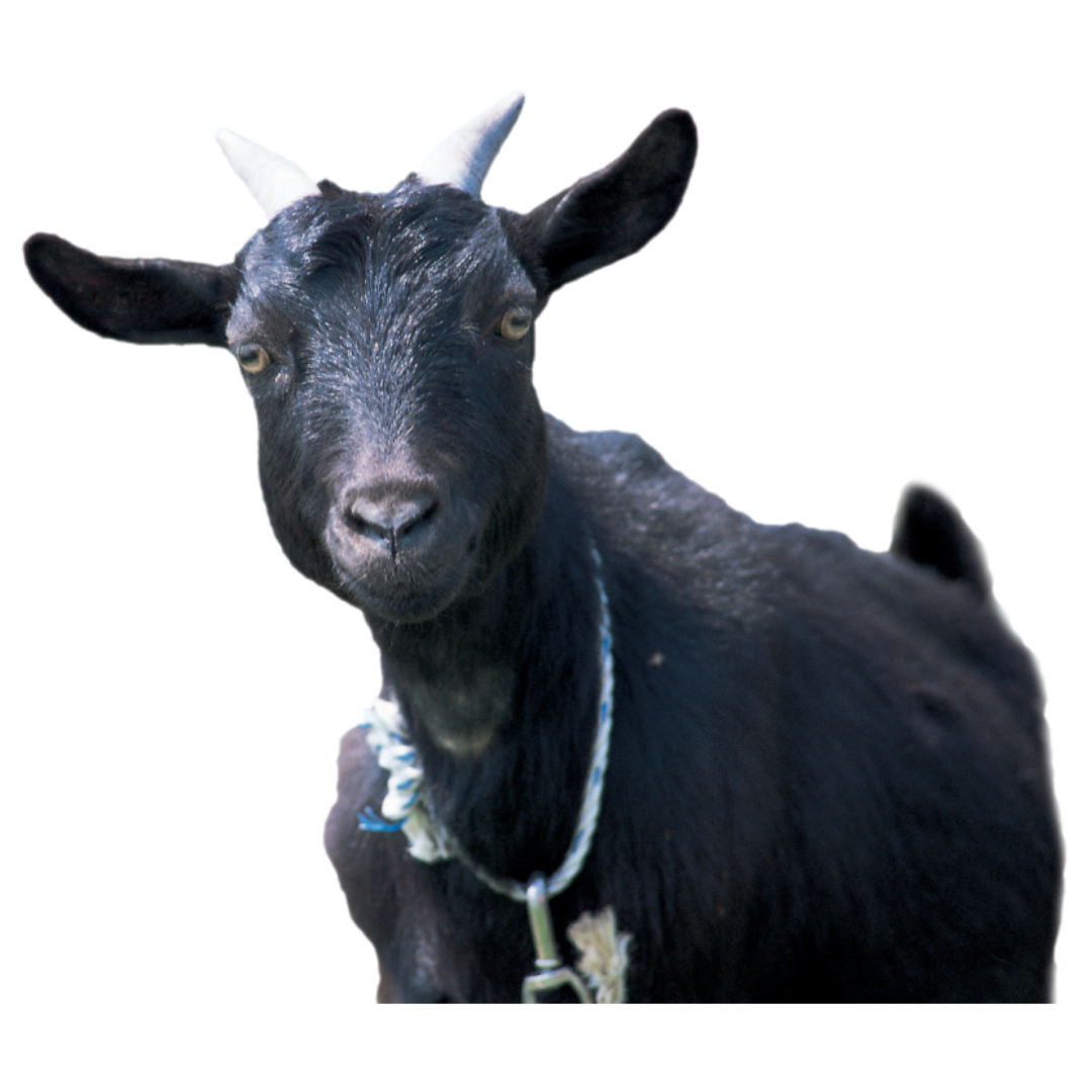 흑염소와 관련된 사진입니다.