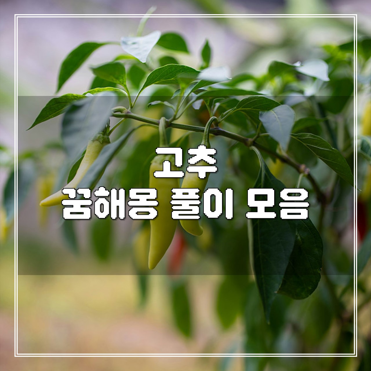 고추 꿈해몽 풀이 모음 썸네일