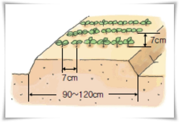 텃밭 "6월, 들깨 심으세요!" 고소함 가득 씨앗부터 수확까지 완벽 가이드!