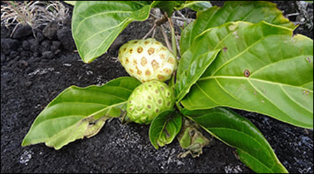 나무에 달려있는 익은 노니