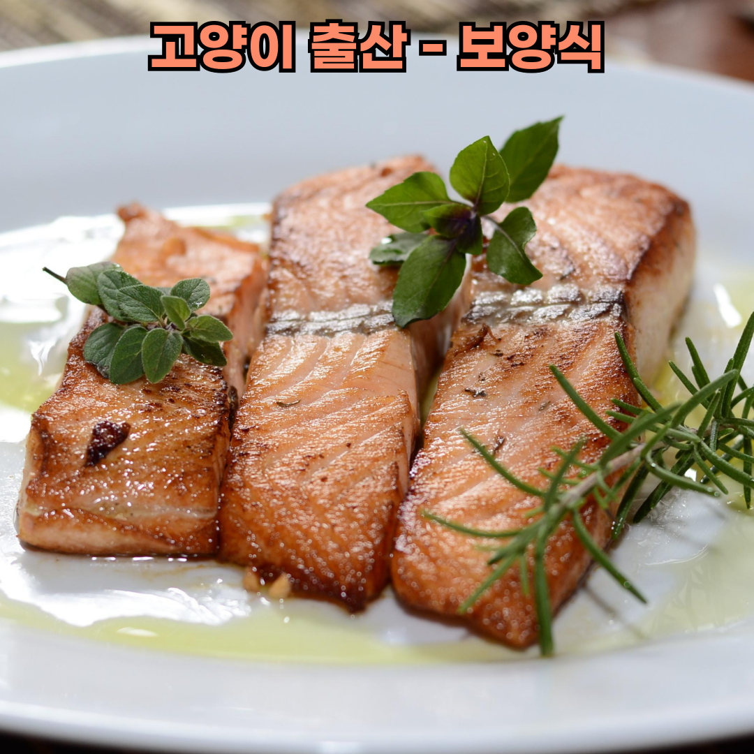 고양이 출산 보양식