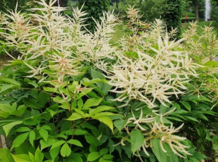 봄나물 눈개승마 효능, 눈개승마 먹는법