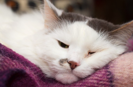 한쪽 눈 주위가 빨갛게 되어 있는 고양이.