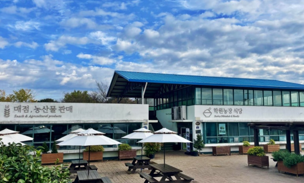 [4월~5월 축제]2025 고창 청보리밭 축제❘ 폭싹 속았수다 유채꽃밭, 연인 유채꽃밭, 도깨비 메밀꽃밭 촬영지, 일정, 기간, 주차(4/5일 방문 후기)