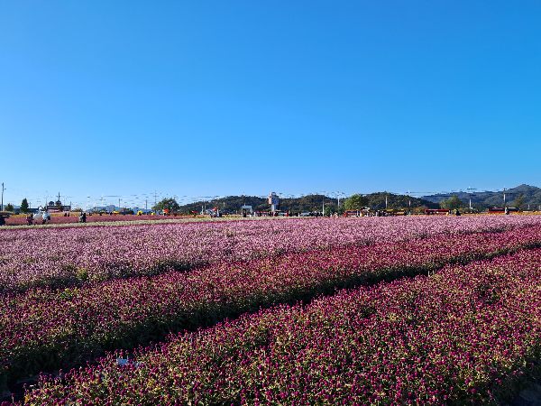 철원 고석정꽃밭 온천여행꿀팁