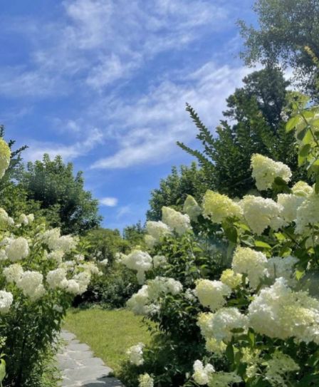 전라도 수국명소 추천 7곳, 수국이 만개한 아름다운 여름을 걷다